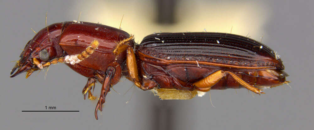 Image de Clivina (Clivina) grata Darlington 1953