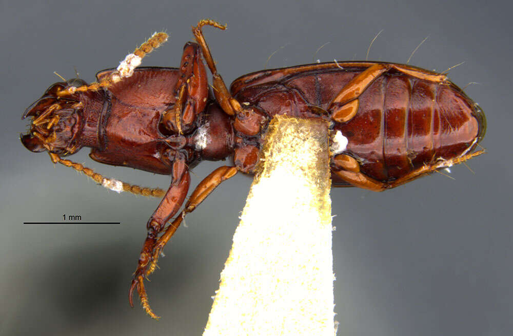 Image de Clivina (Clivina) grata Darlington 1953