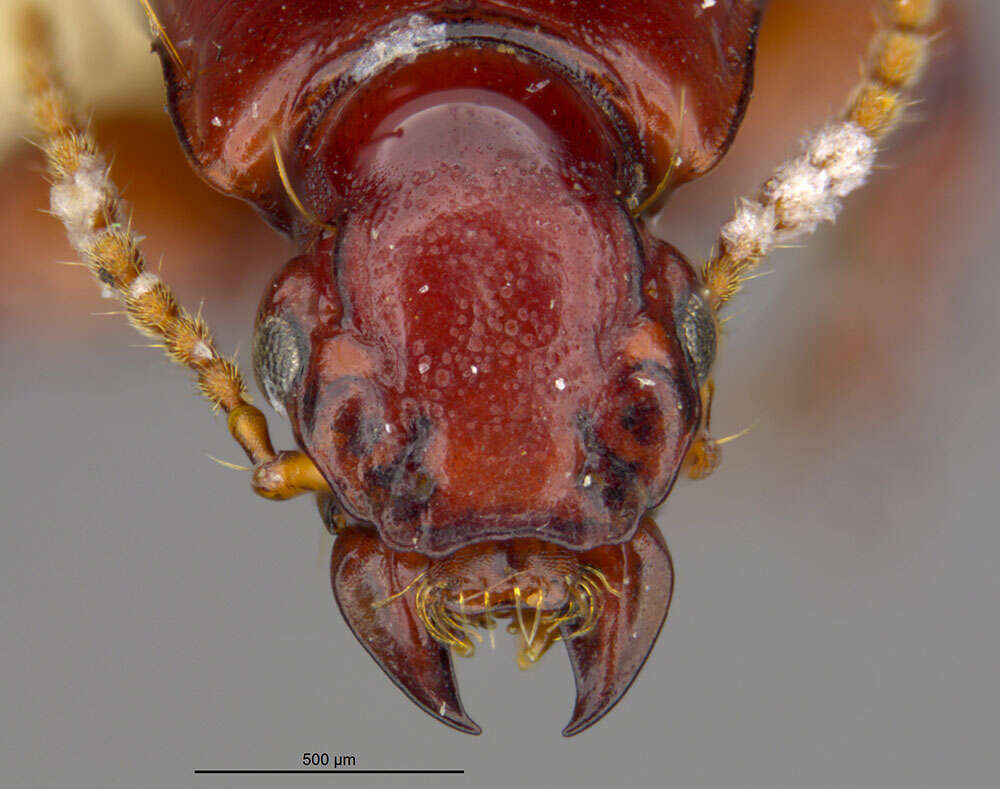 Image de Clivina (Clivina) grata Darlington 1953