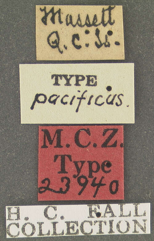 Image of Sanfilippodytes pacificus (Fall 1923)