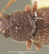 Image of <i>Corticaria cribricollis</i>