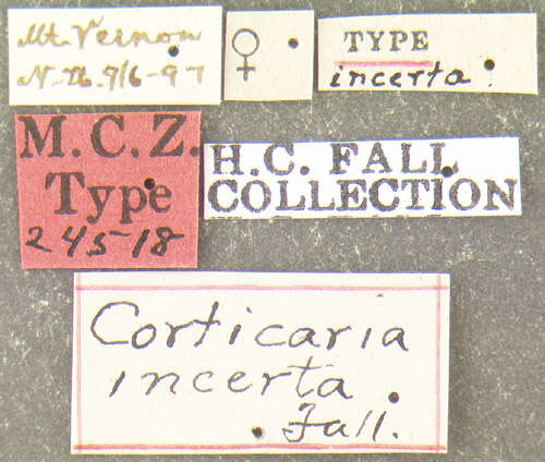 Image of <i>Corticaria incerta</i>