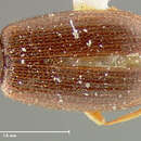 Image of <i>Corticaria planula</i>