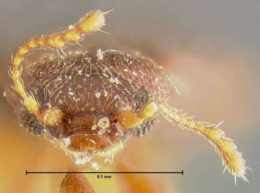 Image of <i>Corticaria planula</i>