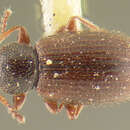 Image of <i>Corticaria varicolor</i>