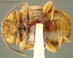Image of Mycetina idahoensis Fall 1907