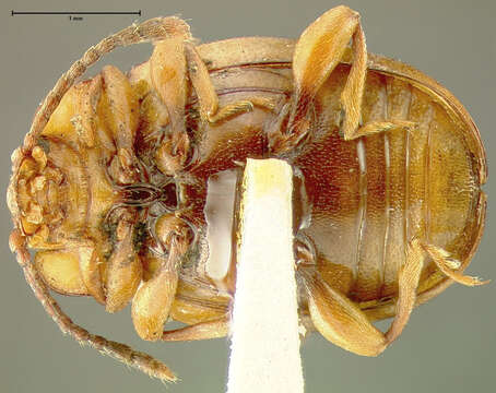 Слика од Mycetina idahoensis Fall 1907