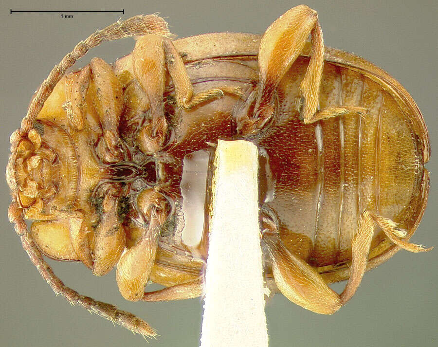 Image of Mycetina idahoensis Fall 1907