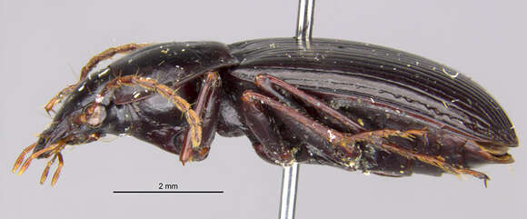 Image of Fortagonum antecessor Darlington 1971