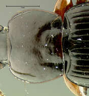 Image of Loxandrus extendus Allen 1972