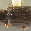 Image of Loxandrus whiteheadi Allen 1972