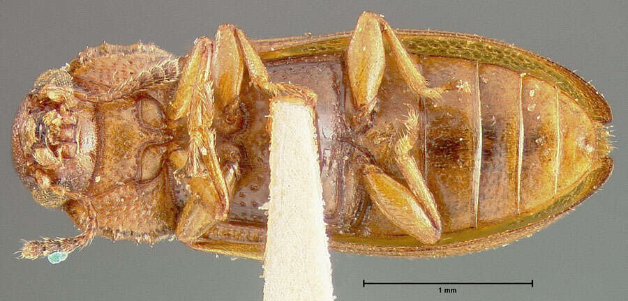 Image of Sphindocis denticollis Fall 1917