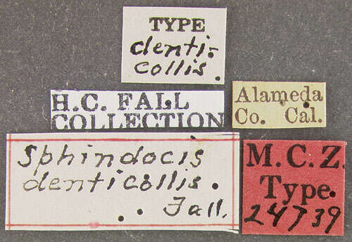 Image of Sphindocis denticollis Fall 1917