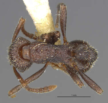 Image of Myrmica rugiventris (Smith 1943)