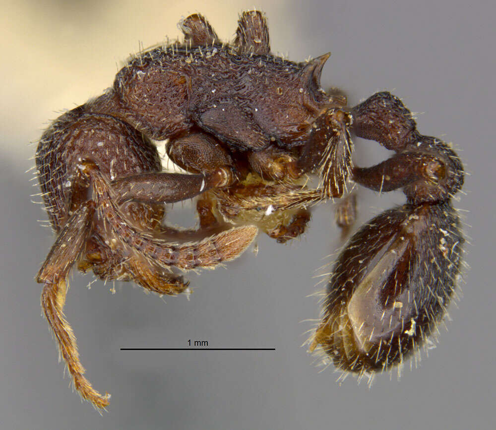 Image of Myrmica rugiventris (Smith 1943)