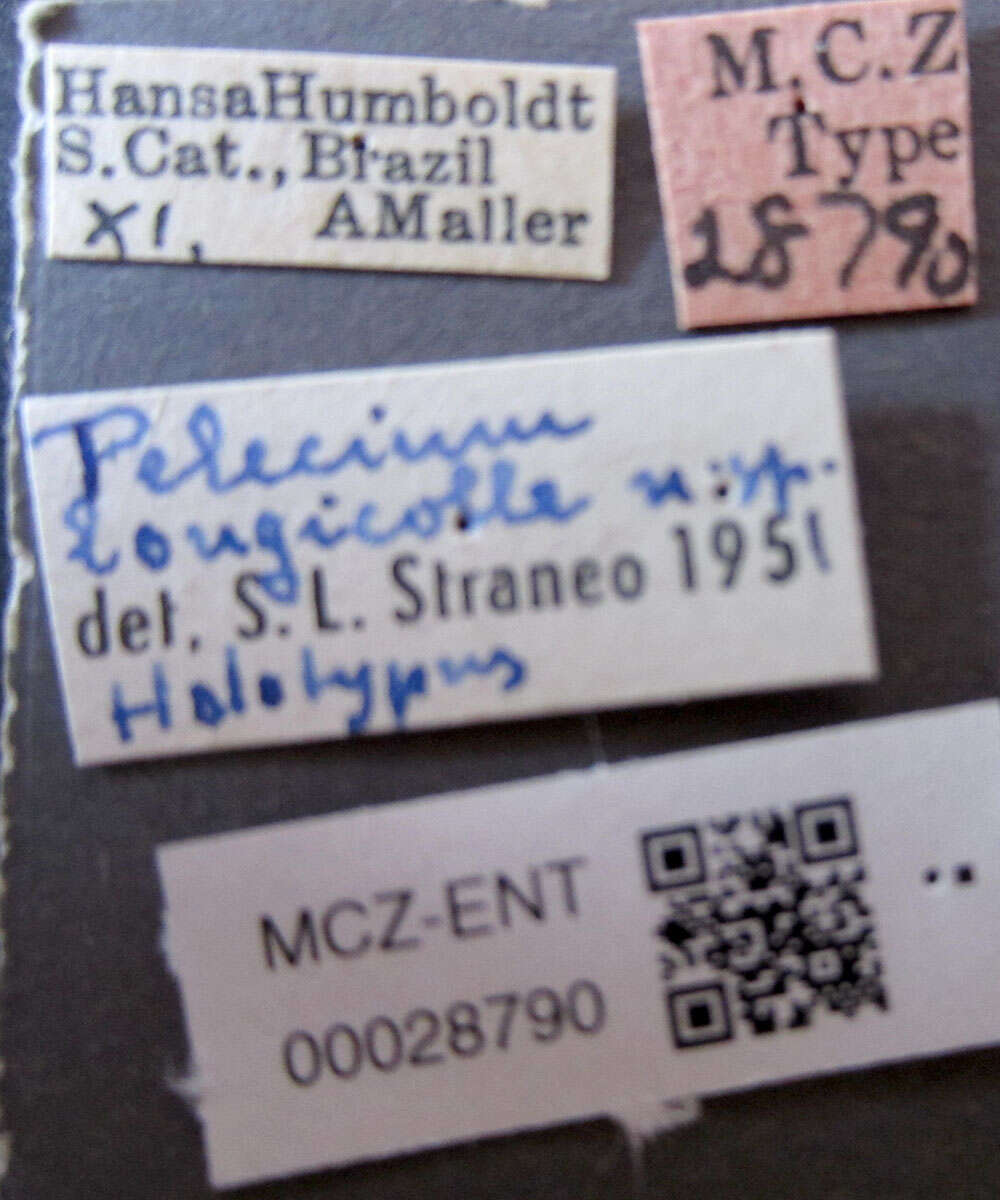 Imagem de Pelecium (Pelecium) longicolle Straneo 1953