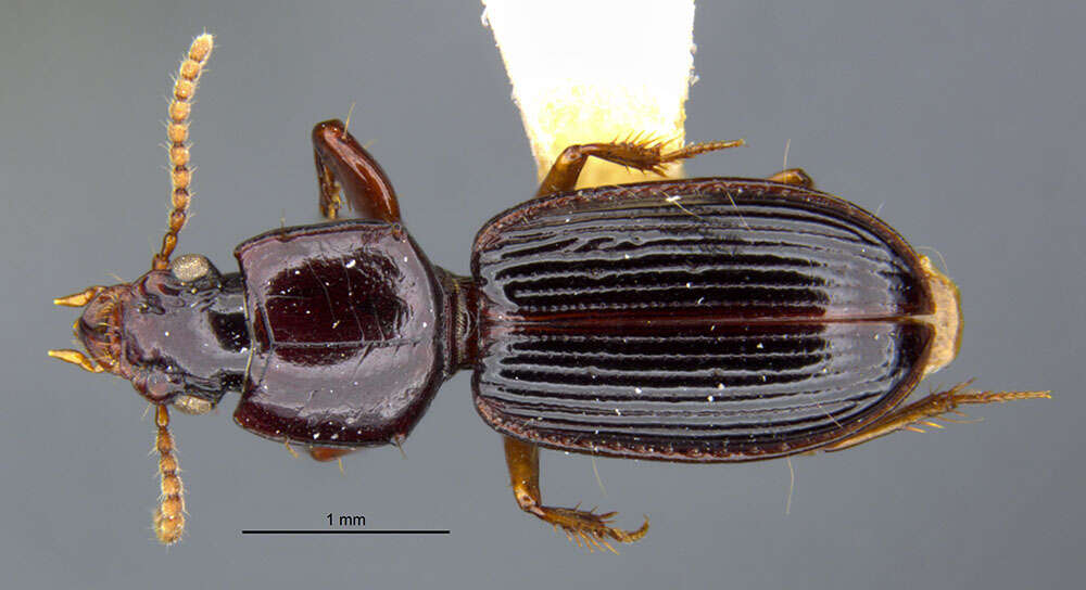 Image of Clivina (Clivina) tripuncta Darlington 1962