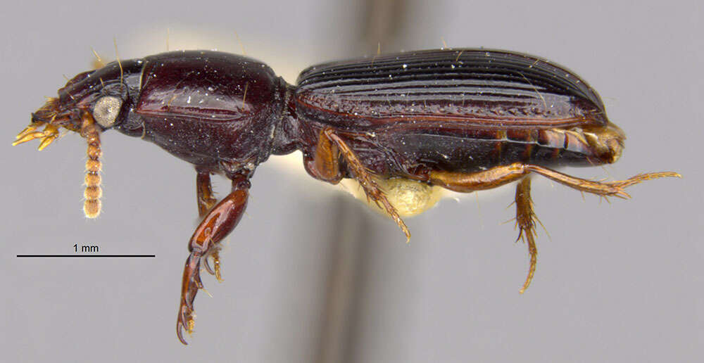 Image of Clivina (Clivina) tripuncta Darlington 1962