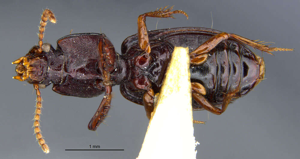 Image of Clivina (Clivina) tripuncta Darlington 1962