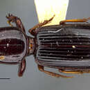 Image of Clivina (Clivina) inopaca Darlington 1962