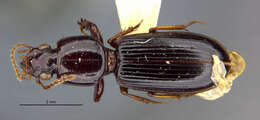 Image of Clivina (Clivina) inopaca Darlington 1962