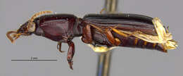 Image of Clivina (Clivina) inopaca Darlington 1962