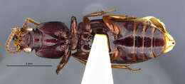 Image of Clivina (Clivina) inopaca Darlington 1962