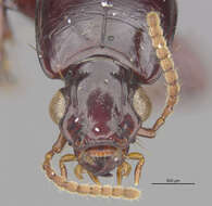 Image of Clivina (Clivina) inopaca Darlington 1962