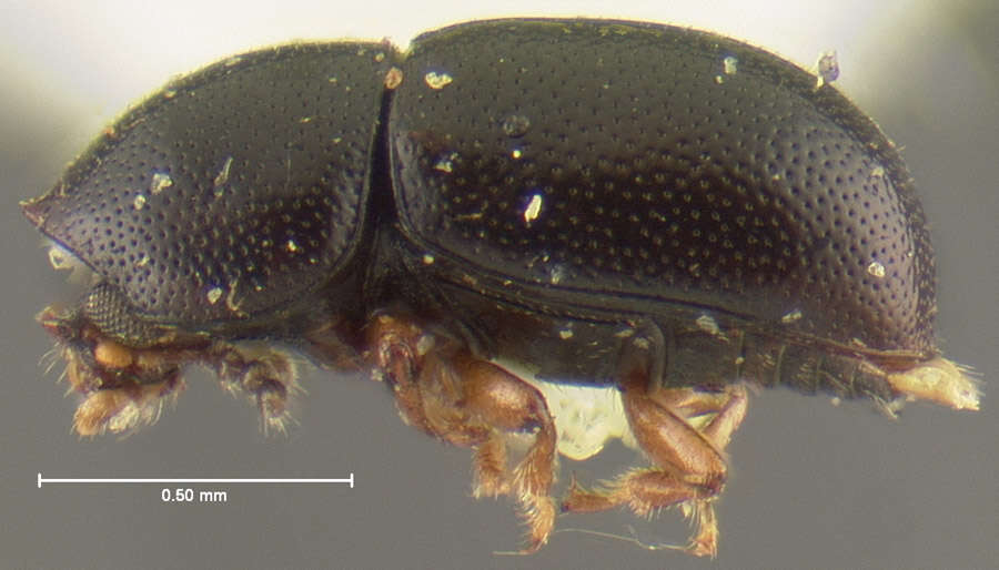 Image of Ceracis nigropunctatus Lawrence 1967