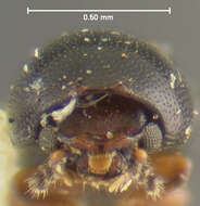 Image of Ceracis nigropunctatus Lawrence 1967