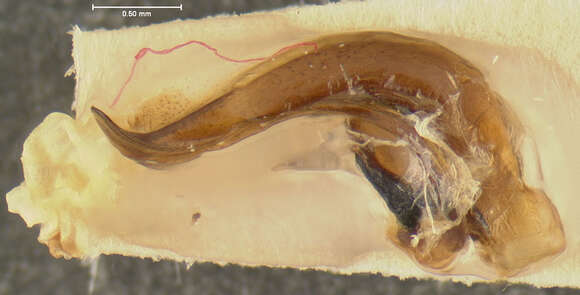 Image de Cyclotrachelus (Cyclotrachelus) iuvenis (Freitag 1969)