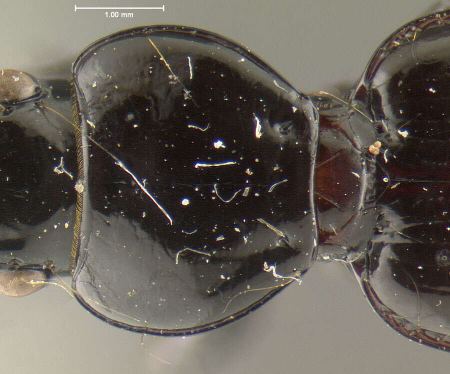 Image of Cyclotrachelus (Cyclotrachelus) iuvenis (Freitag 1969)