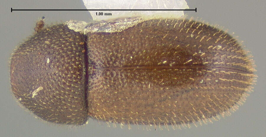 Image of Cis cayensis Lawrence 1971