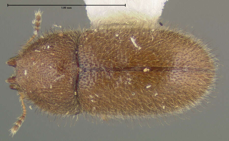 Image of Cis crinitus Lawrence 1971