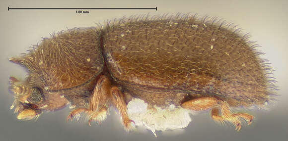 Image of Cis crinitus Lawrence 1971