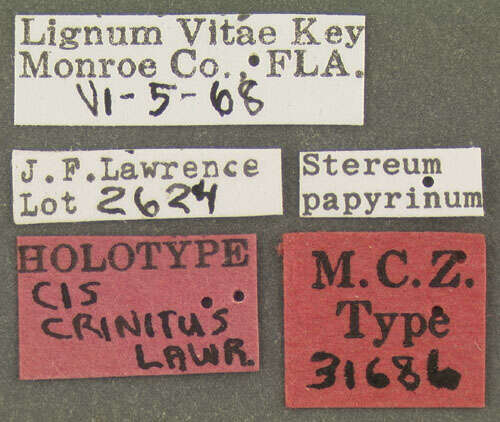 Image of Cis crinitus Lawrence 1971