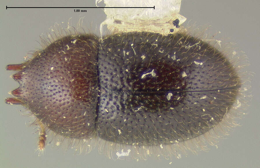 Image of Cis rotundulus Lawrence 1971