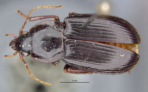 Image of Fortagonum antecessor Darlington 1971