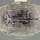 Image of <i>Acanthoscelides infractus</i>