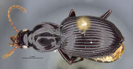 Image of Cyrtolaus (Cyrtolaus) newtoni Whitehead & Ball 1975