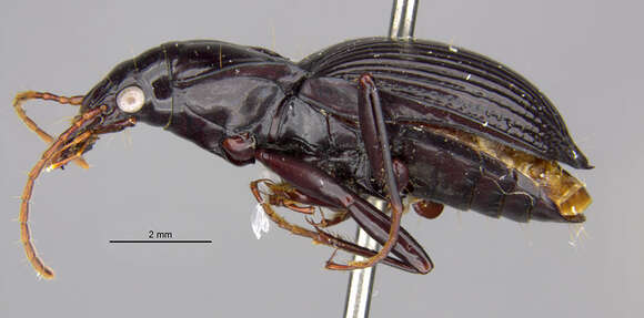 Image of Cyrtolaus (Cyrtolaus) newtoni Whitehead & Ball 1975