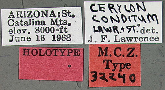 Image of Cerylon conditum Lawrence & Stephan 1975