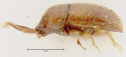 Image of Histanocerus fleaglei Lawrence 1977