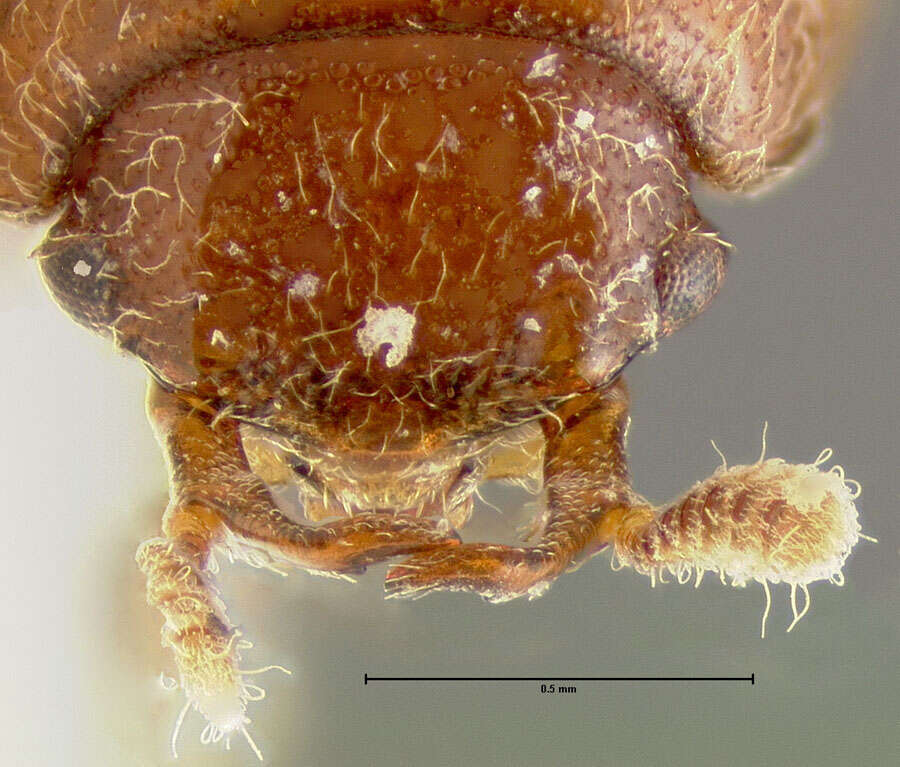 Image of Histanocerus fleaglei Lawrence 1977