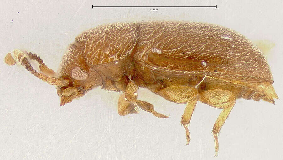 Image of Histanocerus minutus Lawrence 1977