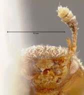 Image of Histanocerus minutus Lawrence 1977