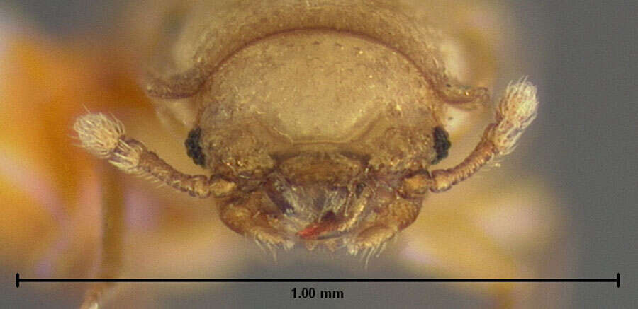 Image of Archaeoglenes occidentalis Lawrence 1979