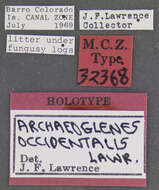 Image of Archaeoglenes occidentalis Lawrence 1979