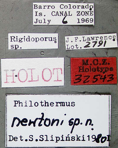 Image of Philothermus newtoni Slipinski 1982