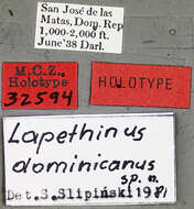 Слика од Lapethinus dominicanus Slipinski 1984